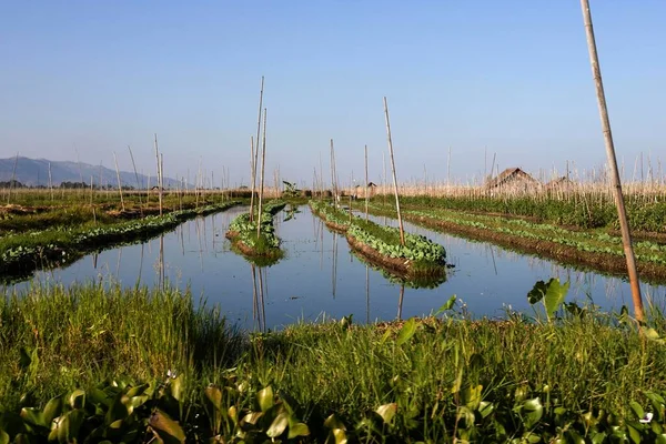 Jardines Flotantes Inle Lake Shan State Myanmar Asia —  Fotos de Stock