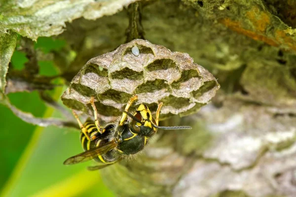 Common Wasp Vespula Vulgaris Выводок Гребень Яйцом Саксония Анхальт Германия — стоковое фото