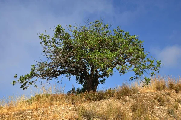 Carob Tree Ceratonia Siliqua Agia Galini Crete Greece Europe — Stock Photo, Image