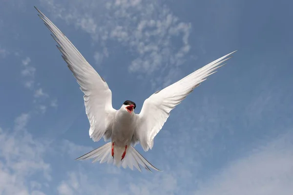 Arctic Tern Sterna Paradisaea Atacando Adultos Vuelo Schleswig Holstein Alemania — Foto de Stock