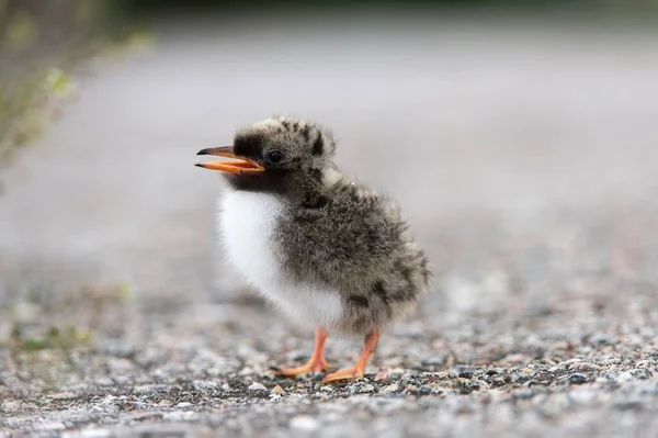 Arctic Tern Sterna Paradisaea Aves Jovens Schleswig Holstein Alemanha Europa — Fotografia de Stock