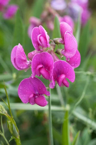 Sladký Hrášek Lathyrus Odoratus Kapkami Deště Bavorsko Německo Evropa — Stock fotografie