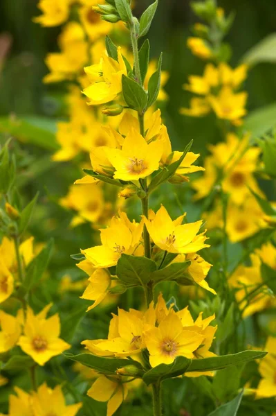 德国巴伐利亚Loosestrife花园 Lysimachia Vulgaris — 图库照片