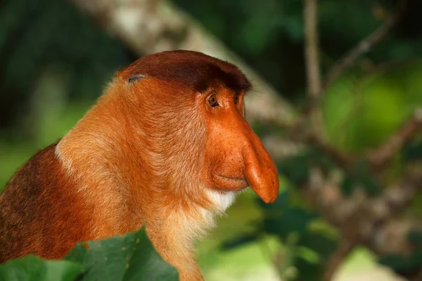 Mono Proboscis Nasalis Larvatus Macho Selva Tropical Parque Nacional Bako — Foto de Stock