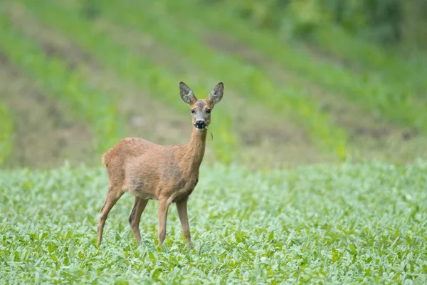 Roe Deer Capreolus Capreolus Feeding Emsland Lower Saxony Germany Europe — Stock Photo, Image