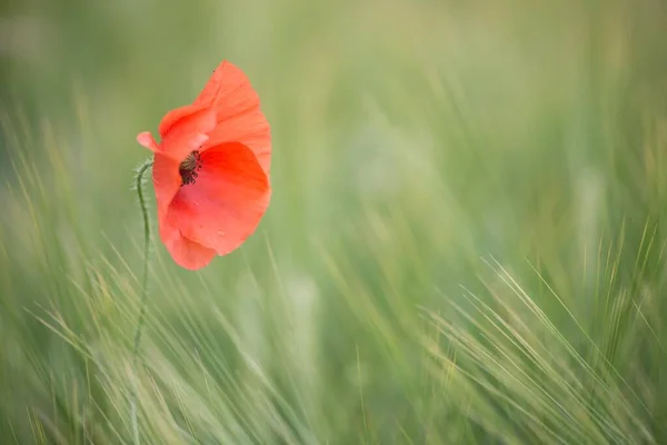 Poppy Flower Papaver Rhoeas Barley Field Emsland Lower Saxony Germany — Stock Photo, Image