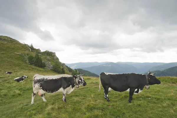 Vosges Cattle Bos Primigenius Taurus Rare Endangered Breed Cattle Vosges — Stock Photo, Image