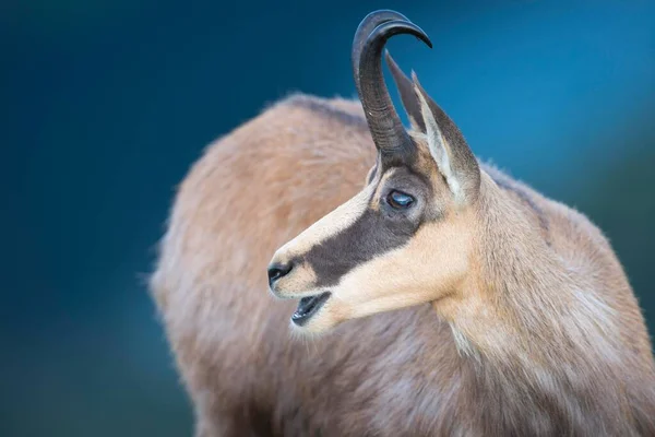 Chamois Rupicapra Rupicapra Vosges Alsácia Lorena França Europa — Fotografia de Stock