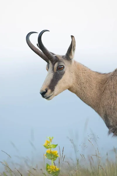 Chamois Rupicapra Rupicapra Vosges Alsacia Lorena Francia Europa — Foto de Stock