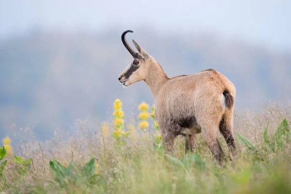 Chamois Rupicapra Rupicapra Vosges Alzacja Lotaryngia Francja Europa — Zdjęcie stockowe