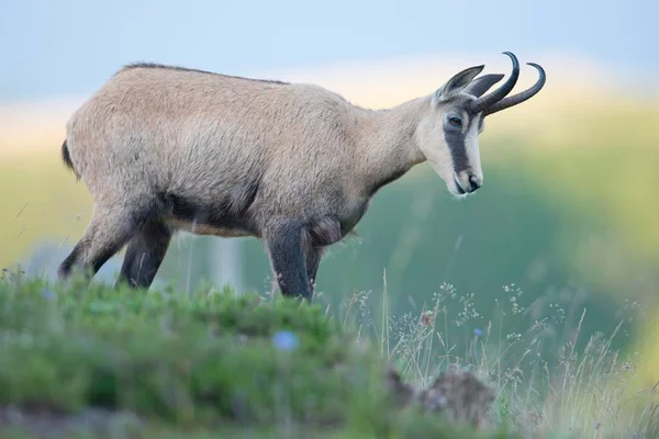 Chamois Rupicapra Rupicapra Vogezen Elzas Lotharingen Frankrijk Europa — Stockfoto