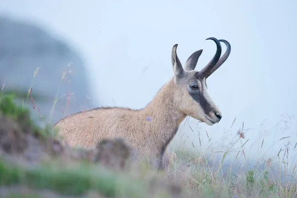 Chamois Rupicapra Rupicapra Vosges Alzacja Lotaryngia Francja Europa — Zdjęcie stockowe