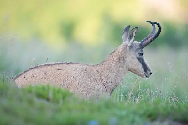 Chamois Rupicapra Rupicapra Vosges Alsace Lorraine Frankrike Europa — Stockfoto