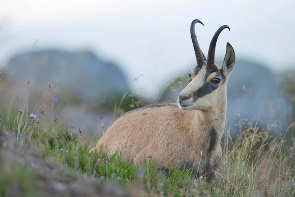 Chamois Rupicapra Rupicapra Vosges Alsace Lorraine Frankrike Europa — Stockfoto