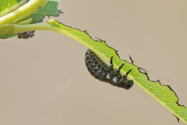 Larva Escarabajo Hoja Álamo Melasoma Populi Emsland Baja Sajonia Alemania — Foto de Stock