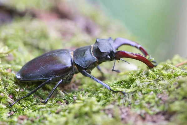 Escaravelho Das Pernas Lucanus Musgo Emsland Baixa Saxónia Alemanha Europa — Fotografia de Stock