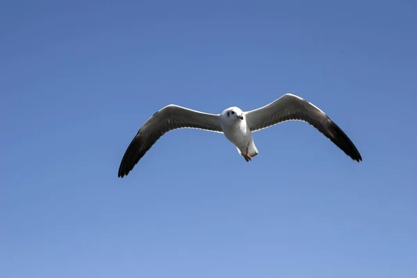 Mouette Vol Lac Inle État Shan Myanmar Asie — Photo