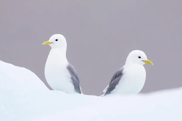 Dwa Mewy Larus Hyperboreus Svalbard Norwegia Europa — Zdjęcie stockowe