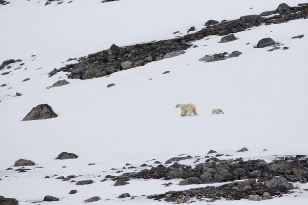 새끼와 북극곰 마리티무스 노르웨이 — 스톡 사진