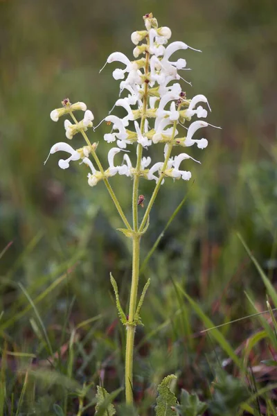 White Meadow Sage Salvia Pratensis Rare Color Variant Thuringia Germany — Stock Photo, Image
