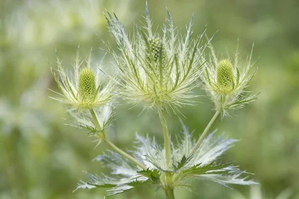 Alpine Eryngo Eryngium Alpinum Vogezen Elzas Lotharingen Frankrijk Europa — Stockfoto