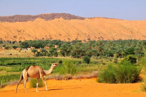Dromedary Camelus Dromedarius Στην Όαση Moudjeria Περιοχή Tagant Μαυριτανία Αφρική — Φωτογραφία Αρχείου
