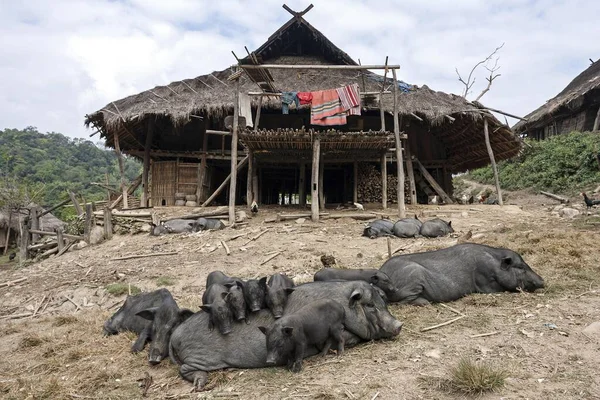 보이는 돼지들 미얀마 미얀마 황금의 삼각지대 근처에 마을완 전형적 긴팔원숭이 — 스톡 사진