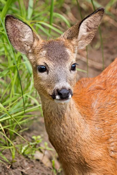 Roe Deer Capreolus Capreolus Buck Fawn Portrait Middle Elbe Biosphere — Stock Photo, Image