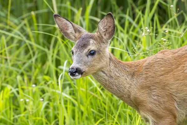 Roe Deer Capreolus Capreolus Buck Fawn Portrait Middle Elbe Biosphere — Stock Photo, Image