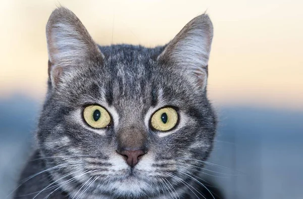 大きな黄色の目をした猫 ギリシャ ヨーロッパ — ストック写真