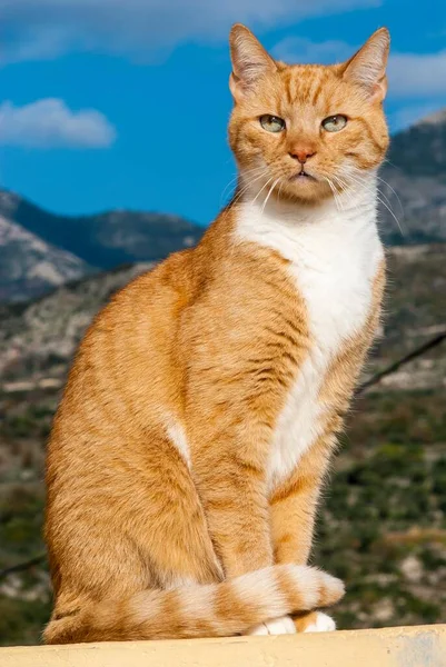 山の景色の前にエレガントなポーズで座っているタビーオス猫 アヒオス ニコラオス ペロポネソス ギリシャ ヨーロッパ — ストック写真