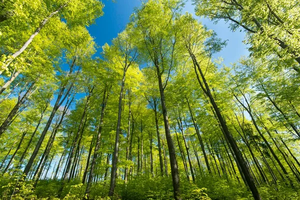 Primavera Floresta Faia Faia Fagus Hesse Alemanha Europa — Fotografia de Stock