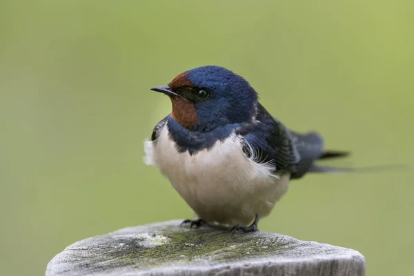 Barn Swallow Hirundo Rustica Σκαρφαλωμένο Ξύλινο Στύλο Έσση Γερμανία Ευρώπη — Φωτογραφία Αρχείου