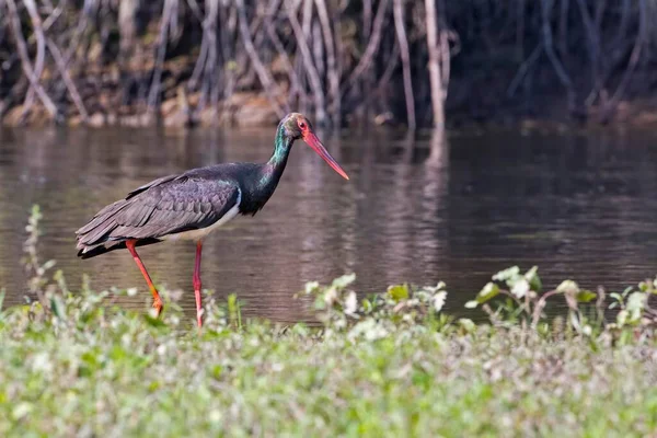 Black stork (Ciconia nigra), foraging, Middle Elbe Biosphere Reserve, Saxony-Anhalt, Germany, Europe