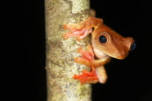 Geceleyin Harlequin Ağaç Kurbağası Rhacophorus Pardalis Kubah Ulusal Parkı Sarawak — Stok fotoğraf