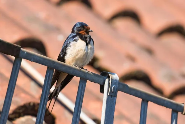 Golondrina Granero Hirundo Rustica Encaramado Cuneta Hesse Alemania Europa —  Fotos de Stock