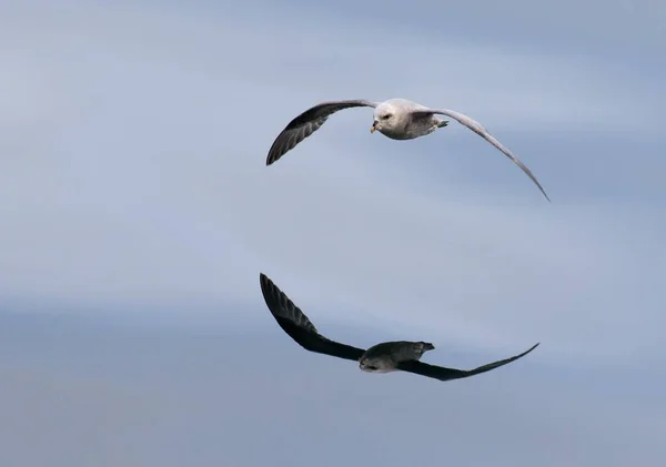 Der Fliegende Nördliche Fulmar Fulmaris Glacialis Spiegelt Sich Wasser Spitzbergen — Stockfoto