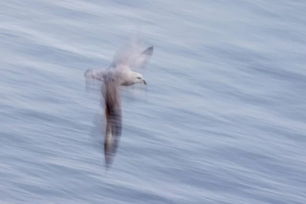 Repülő Észak Fulmar Fulmaris Glacialis Spitsbergen Norvégia Európa — Stock Fotó