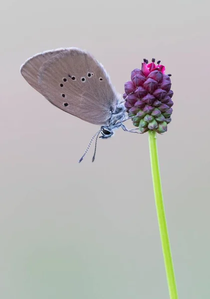 Seltener Großer Blauer Phengaris Teleius Auf Großer Bergenien Sanguisorba Officinalis — Stockfoto