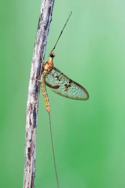 Mayfly Ephemeroptera Hesse Alemanha Europa — Fotografia de Stock