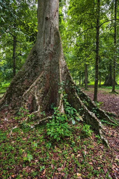 Bengal Badem Ağacı Terminalia Catappa Lonthor Banda Adası Moluccas Endonezya — Stok fotoğraf