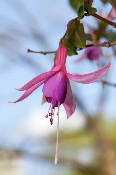 Fuchsia Fuchsia Renânia Norte Vestefália Alemanha Europa — Fotografia de Stock