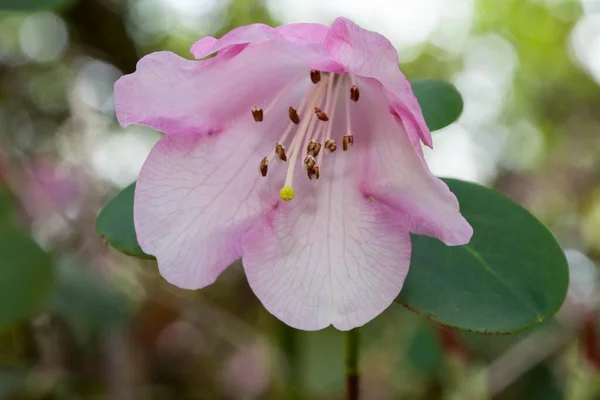 Rododendron Rododendron Williamsianum Rozpowszechniony Szechuan Chinach Azji — Zdjęcie stockowe