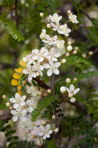 องเฟ Osteomeles Subrotunda แพร หลายในภาคตะว นออกเฉ ยงใต ของจ — ภาพถ่ายสต็อก