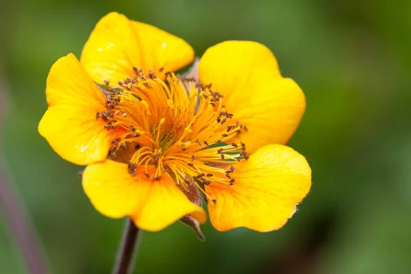 Avens Geum Elterjedt Kaukázusban Balkán Tartomány Törökország Ázsia — Stock Fotó