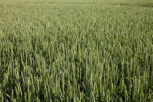 Pole Pšenice Triticum Severní Porýní Vestfálsko Německo Evropa — Stock fotografie