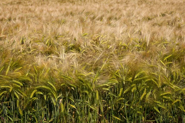 Barley Hordeum Vulgare Field North Rhine Westphalia Germany Europe — 스톡 사진
