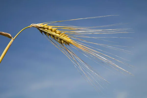 Orecchio Orzo Hordeum Vulgare Renania Settentrionale Vestfalia Germania Europa — Foto Stock