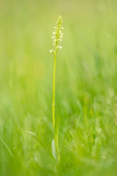 Small White Orchid Pseudorchis Albida Meadow Wurzeralm Upper Austria Austria — Stock Photo, Image