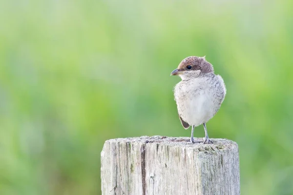 Red Back Shrike Lanius Collurio Sedí Tyči Mladý Pták Hesensko — Stock fotografie